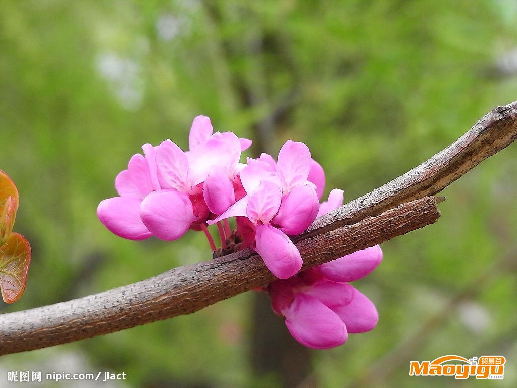 重慶馳騰苗木紫荊小苗價(jià)格紫荊樹紫荊苗代理加盟