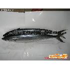 供應(yīng) 匯鑫冷藏廠經(jīng)濟(jì)魚 鲅魚