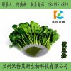 菠菜粉 菠菜提取物營(yíng)養(yǎng)代餐粉原料