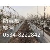 麗水云和縣黑色抗紫抗老化防草布200克在線報價