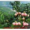 新聞:岳陽(yáng)紅肉蜜柚苗基地