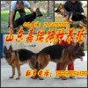 山西省陽(yáng)泉哪里有賣(mài)德國(guó)弓背牧羊犬的德國(guó)弓背牧羊犬價(jià)格