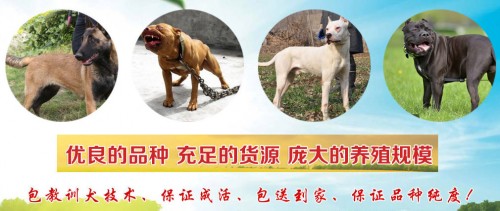 林芝拉布拉多犬價(jià)格