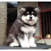 銅川杜高犬哪里有賣