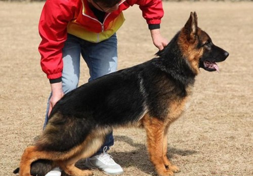 新聞：肇慶拉布拉多犬多少錢一條