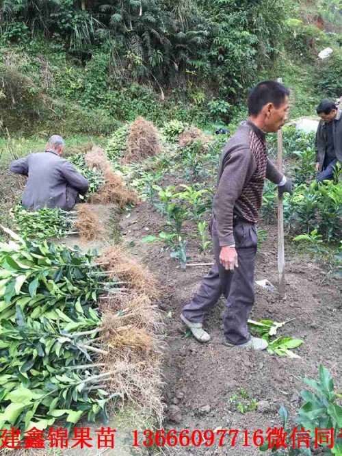 新聞：駐馬店泰國(guó)青柚苗基地