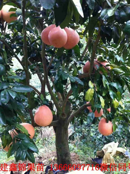 新聞：湛江哪里有賣紅心柚子苗