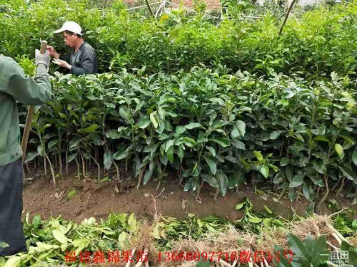 新聞：九江哪里有三紅柚子苗