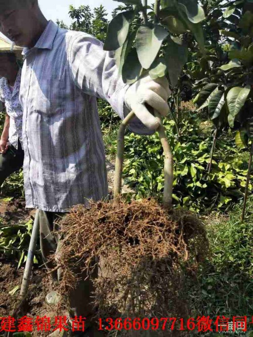 新聞：昆明海南水晶青柚苗價(jià)格