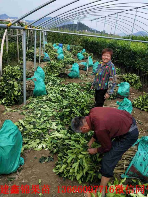 新聞：馬鞍山紅心蜜柚苗價(jià)錢