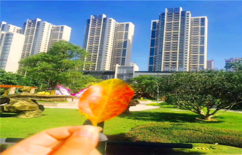 惠州碧桂園太東公園上城算的價格/備案價多少錢