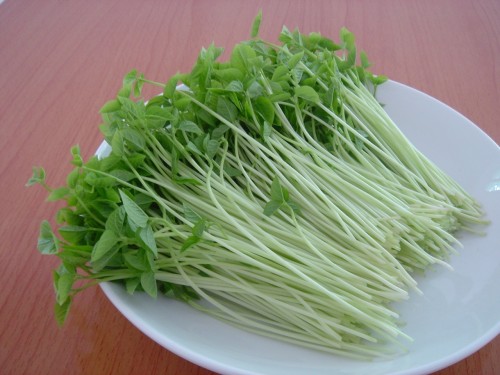 推薦：沅陵食用菌種植技術(shù)