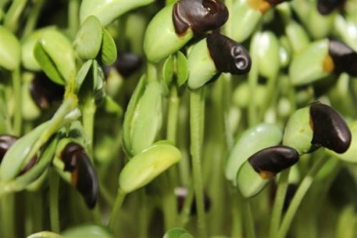 推薦：沅陵食用菌種植技術(shù)