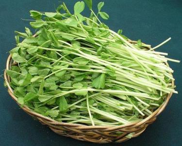 推薦：沅陵食用菌種植技術(shù)