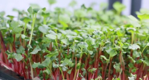 任縣芽苗菜種植方法-