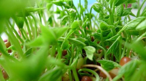 任縣芽苗菜種植方法-