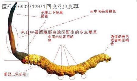 贛州回收冬蟲夏草『贛州回收蟲草