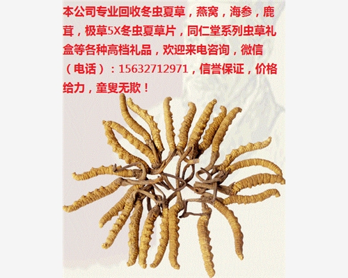 衢州蟲(chóng)草回收價(jià)格XVII衢州回收冬蟲(chóng)夏草(蟲(chóng)草禮品)