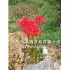 新鮮曼珠沙華種球_曼珠沙華球根哪里買(優(yōu)質(zhì)商家)-出售石蒜種