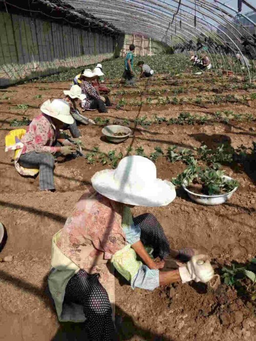 湖北桃熏草莓苗大棚種植