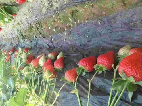 浙江甜查理草莓種植用什么底肥