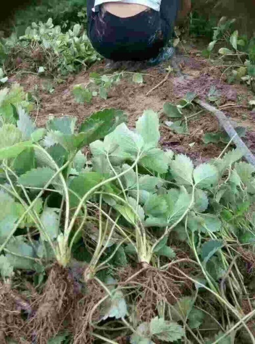 山東紅顏草莓大棚種植怎樣預防畸形果