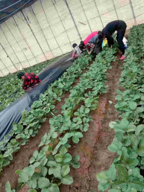 云南京桃香草莓種植用什么底肥