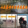 海南省昌江黎族自治縣常年回收非洲鴕鳥，有鴕鳥的來換錢了聯(lián)系電