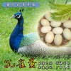 莆田常年大量回收非洲鴕鳥，有鴕鳥的來換錢了聯系電話1317317555