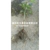 新聞:新鮮五葉木通苗_九月瓜苗價格-批發(fā)九月黃苗_五葉木通種