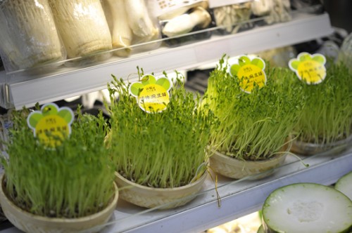 賈汪芽苗菜綠色蔬菜種植基地