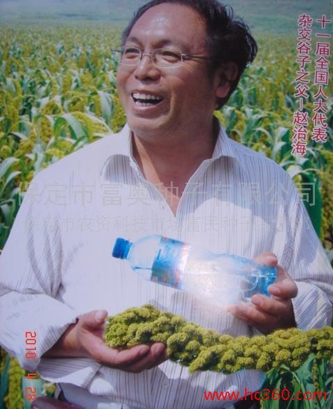 供應(yīng)種子 種苗 谷 谷子 黑谷子 黑谷8號(hào) 保健食品